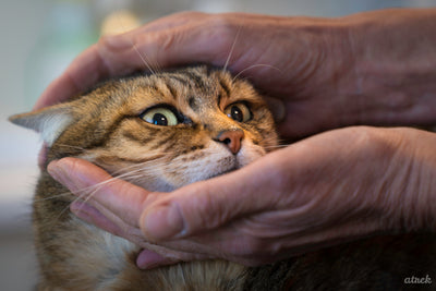 Veterinärmedizinische Osteopathie: ein zusätzliches Hilfsmittel zur Diagnose von Schmerzen bei Ihrer Katze