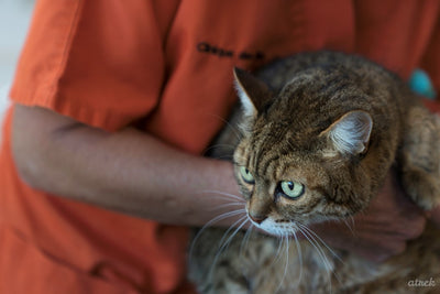 L'ostéopathie vétérinaire ; et pourquoi pas pour votre chat ?