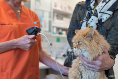 Is your vet clinic cat friendly?