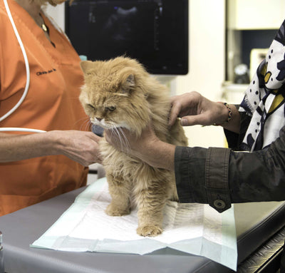 Katzen und Herzgesundheitsprobleme: Mythos oder Realität? 