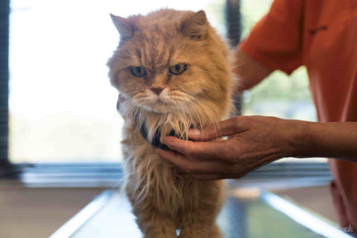 The main infectious diseases in cats