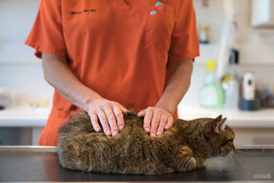 Osteopathie bei Katzen: Einige neue Erkenntnisse…