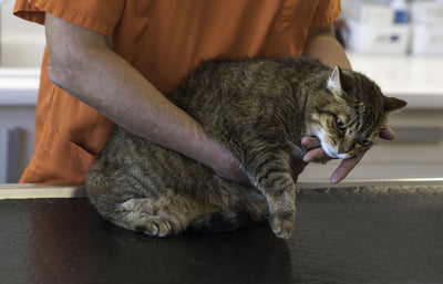 Erbrechen bei Katzen: Wann sollte man sich Sorgen machen?