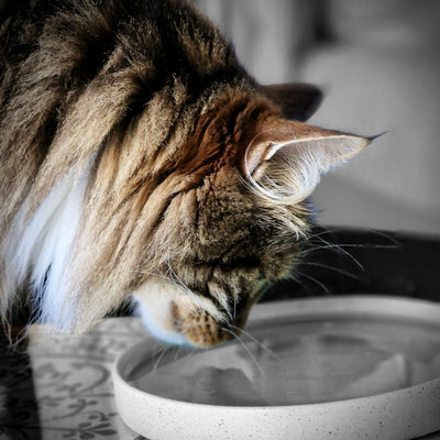 Quenching Your Cat's Thirst: The Art of Encouraging Hydration