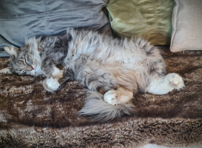 MARCUS Lit pour chat- Cashmere et Fausse Fourrure d'exception