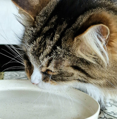 Mika Coupelle designée pour chat pour leur repas et l'eau