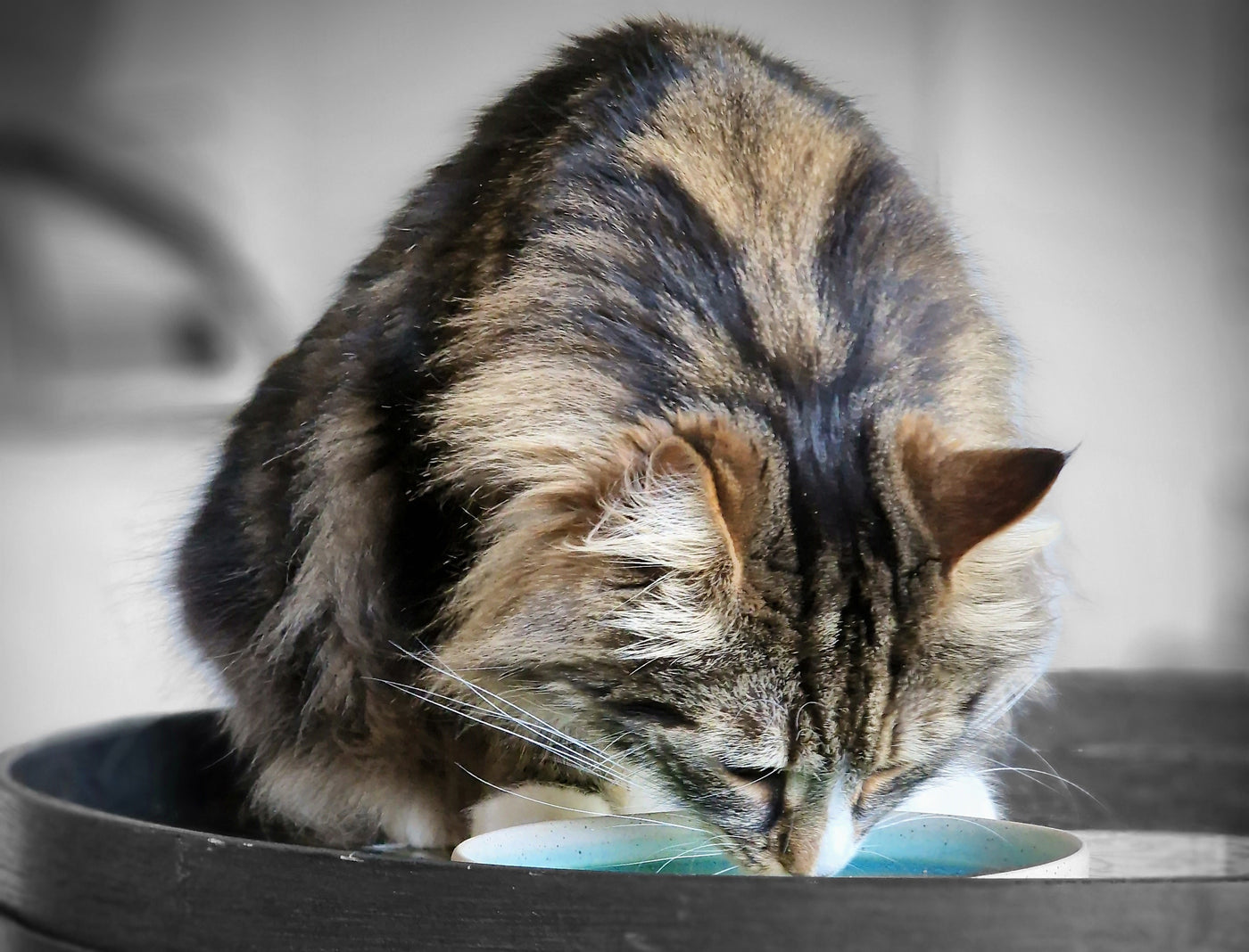 Mika Coupelle designée pour chat pour leur repas et l'eau