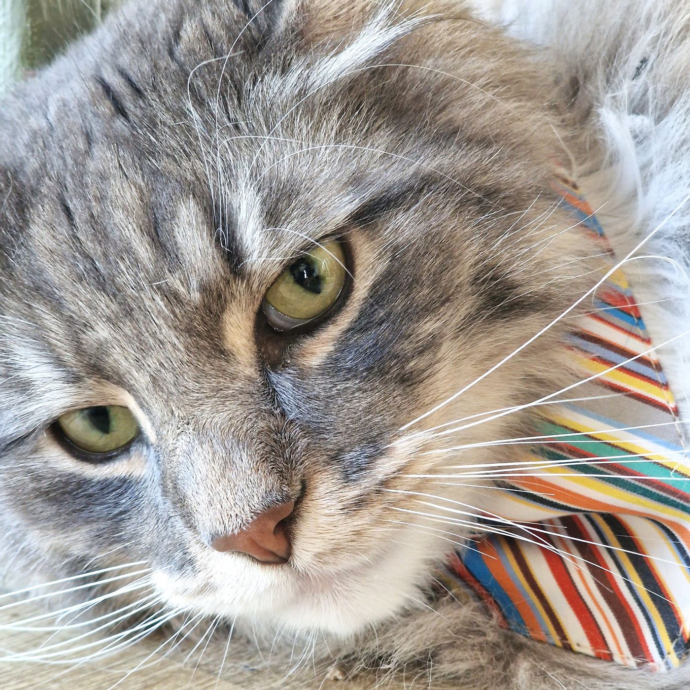 MINO collier pour chat-bandana pour chat