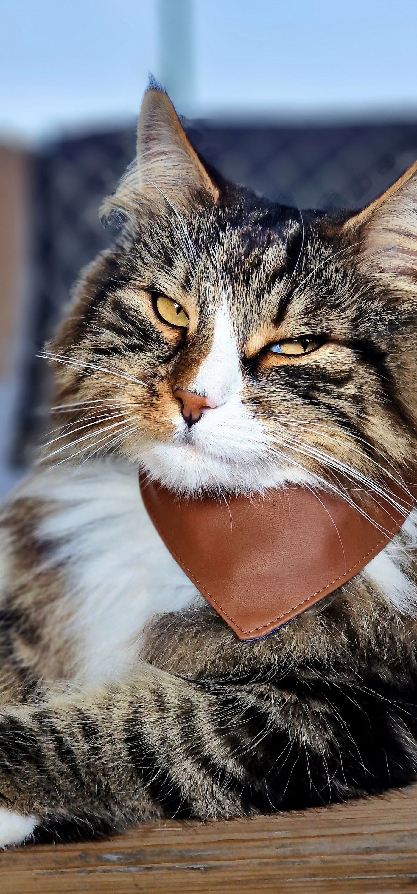 MINO LEATHER Cat collar-Cat bandana