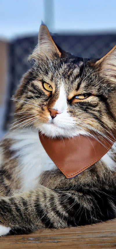 MINO Cuir collier-bandana pour chat