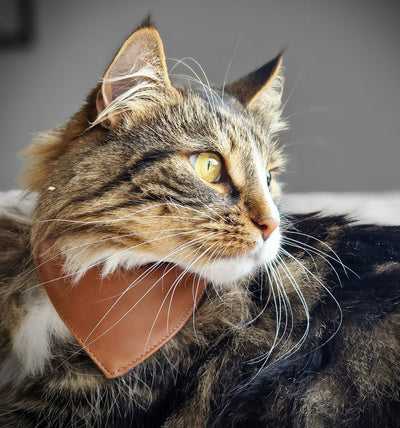 MINO Cuir collier-bandana pour chat