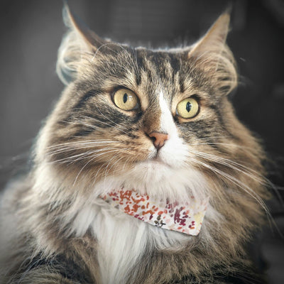 MINO Cat collar-Cat bandana