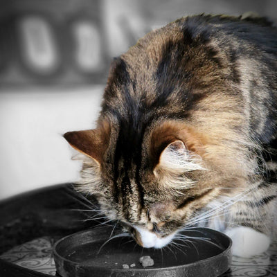 Mika Coupelle designée pour chat pour leur repas et l'eau