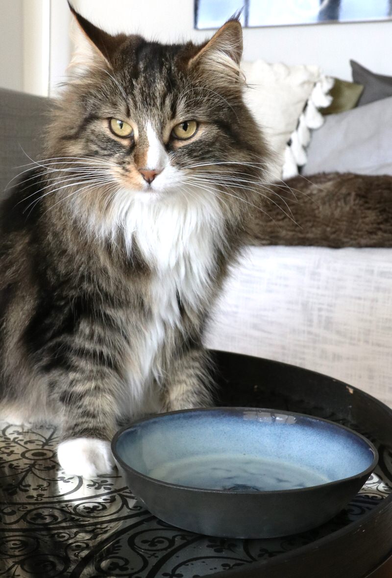 MIKA - Cat Bowl for food and water