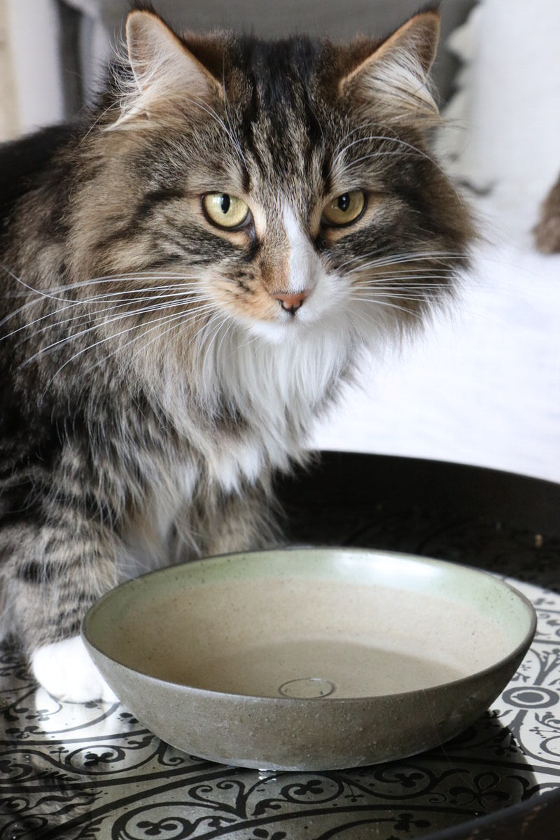 MIKA - Bol pour chat pour repas et eau